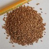 Medium Walnut Shell 