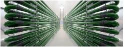 Photobioreactors Boost MicroAlgae Production-Image