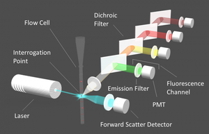 Fluorescence-based flow cytometers -Image
