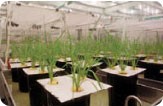 Customized Environmental Plant Growth Chambers -Image