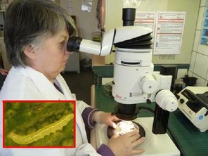 Plant & Food Inspection Systems-Image