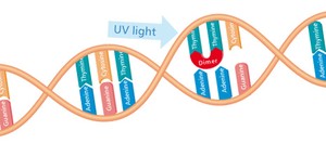 Disinfection with Ultraviolet Light-Image