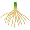Synthetic Roots Stop Erosion
