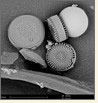 Optimized SEM Imaging Solutions