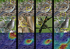 Deep learning network reveals how it processes images