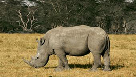 Thermal-Imaging Cameras Help Protect Endangered Rhinos in Africa