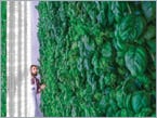 The Green Promise of Vertical Farms