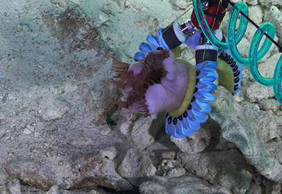 3D Printed and Customizable Deep Sea Robot Gently Grips Sea Animals for Research