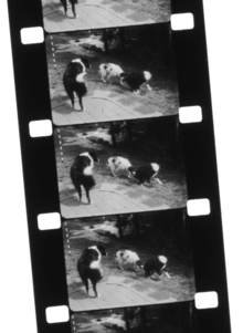 Film stock