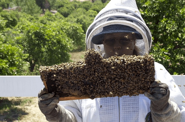Beekeerper protection