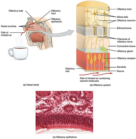 Smell of success: E-nose device sniffs out lung disease - Medical Plastics  News