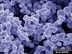Metal Powders (powdered metals)-Image
