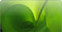 LI-COR Biosciences