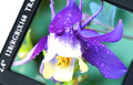 Multek Display and Touch Solutions