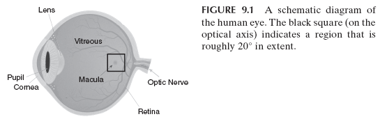 FIGURE 9.1 A schematic diagram of the human eye.