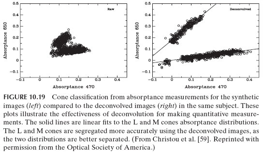 FIGURE 10.19 Cone classifi cation from absorptance measurements for the synthetic images (left) compared to the deconvolved images (right) in the same subject. These plots illustrate the effectiveness of deconvolution for making quantitative measurements. The solid lines are linear fi ts to the L and M cones absorptance distributions. The L and M cones are segregated more accurately using the deconvolved images, as the two distributions are better separated. (From Christou et al. [59]. Reprinted with permission from the Optical Society of America.)