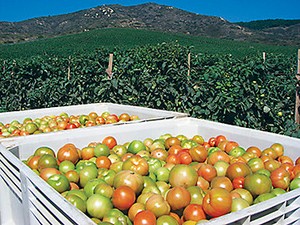 FARMERS SAVE CROPS WITH STANDBY RENTAL POWER-Image