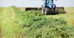 Screening Alfalfa Cubes With Texas Shaker-Image