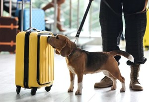 Heating Innovations for Safer Explosives Detection-Image