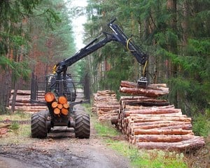 Joyce Jacks in the Forestry Industry -Image