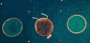 How Acquaculture is using fish imaging-Image