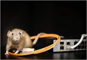 Rodent-Resistant Cable Sleeving-Image