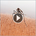 Watch how surfactants safely shut down mosquitoes.