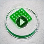Watch engineered living material tackle water pollutants.