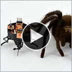 This shape-shifting spider robot is 2 cm long.