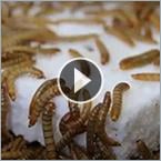 Mealworms can eat toxic styrofoam and still be safe as food for other animals.