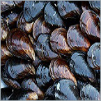 Thanks to mussels, this electrodialysis membrane has muscle.