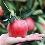 Apple waste could fuel vehicles, nourish livestock