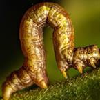 Mars-bound inchworm robot uses 10 MeV-resistant muscles to take on rough terrain