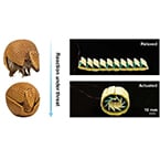Inspired by armadillos: New soft robotic shell becomes rock-solid on demand