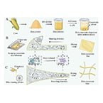 Spider silk-inspired method transforms corn protein into ultra-tough plastic alternative