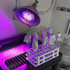 Fundamentals of UV sterilization for food.