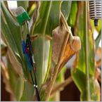 Smart sensor gives peanuts a powerful new defense against fungus
