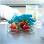 Seaweed coating keeps strawberries fresh longer than refrigeration