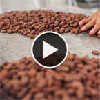 DNA database proposed to avoid child labor, environmental abuses along cocoa supply chain.