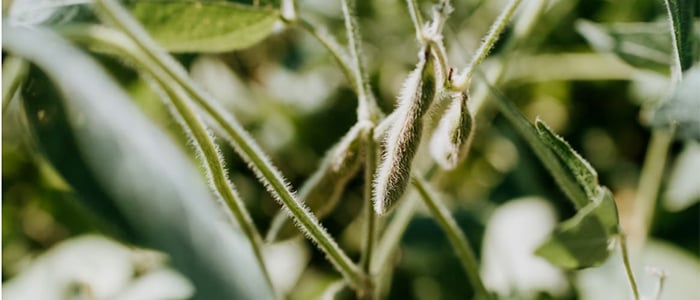 Smarter tech unlocks more nutrition from staple crops