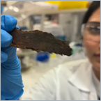 Eucalyptus bark waste gets a second life as a carbon filter for cleaner air, water