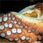 What's new in biomimetic materials?