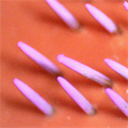 Rutgers' team creates efficient spray technique for bioactive materials.