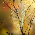 Spider silk inspires polymer for connecting biological tissues with electronic devices.