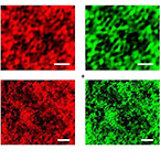 Gel from wood pulp promises to heal damaged heart tissue, improve cancer treatments.