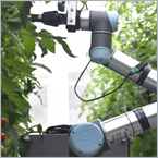 China&rsquo;s new humanoid robot packs 93% accuracy into crop pollination
