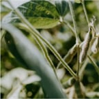 Smarter tech unlocks more nutrition from staple crops