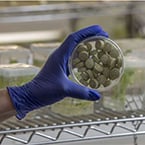 Bioengineered chewing gum targets cancer-linked oral microbes without harming beneficial bacteria