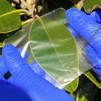 Researchers create biopolymer from seaweed, crustaceans to replace synthetic plastic films