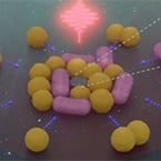 Nanoscale robotic cleaner can seek out, capture and eliminate bacteria